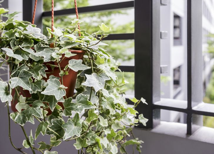 Purificare l'aria dell'ufficio con le giuste piante - Il giardino